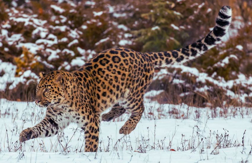 amur leopard in snowy environment looking for prey