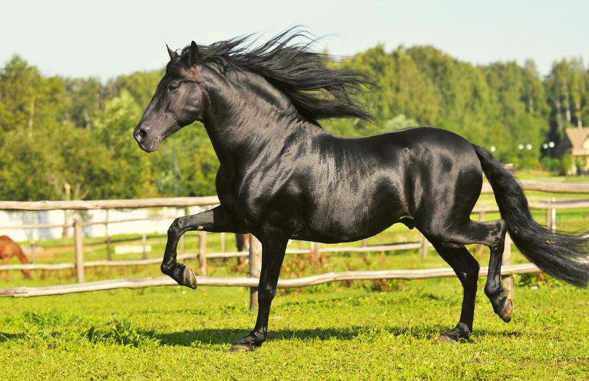 Black Andalusian horse running across a field