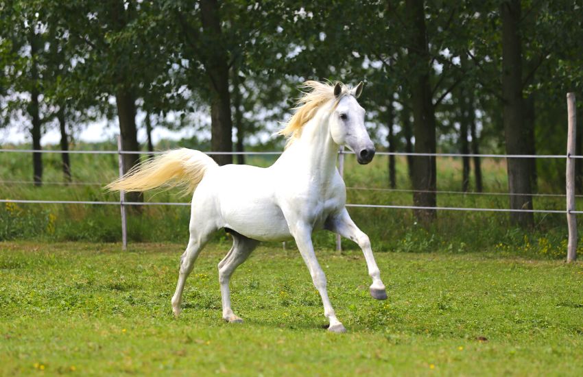 White Andalusian horse galloping across a grass field