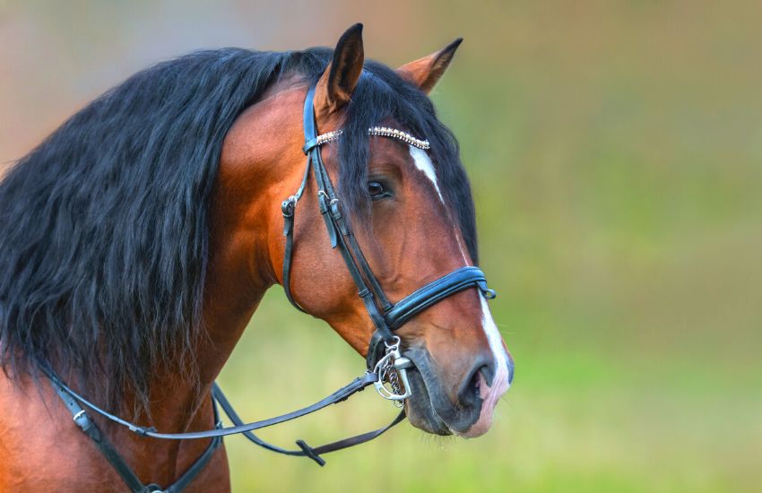 Gentle Andalusian horse standing with a blurred background