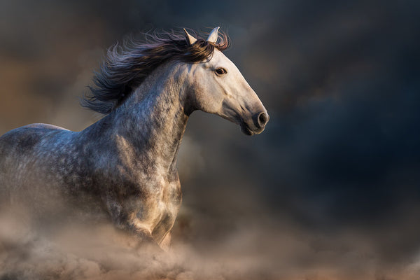 7 Interesting Andalusian Horse Facts You Might Not Know Animal Hearted Apparel