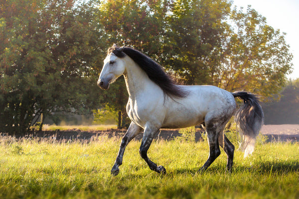 What You Need To Know About Andalusian Horse Temperament Animal Hearted Apparel
