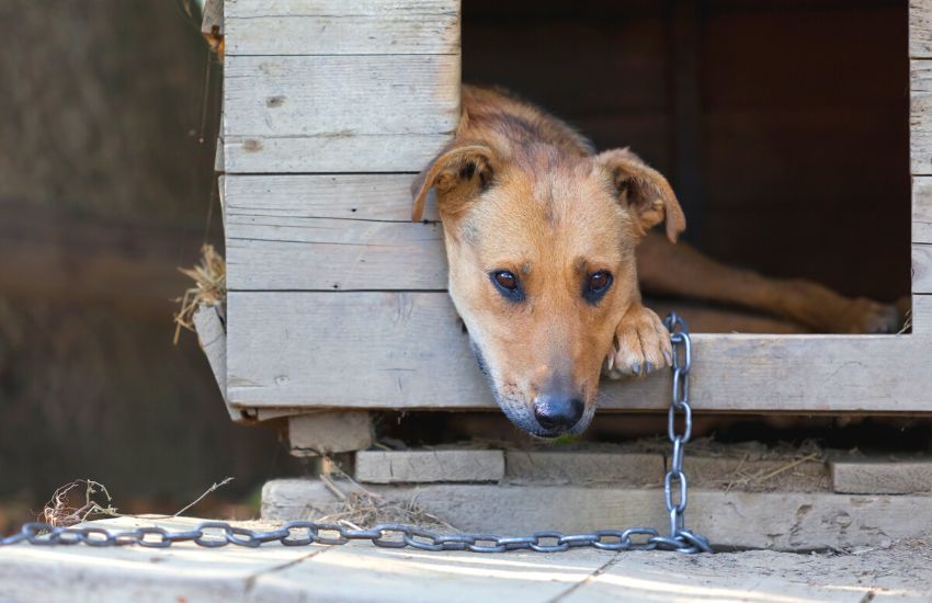 Dog tethered to a dog house