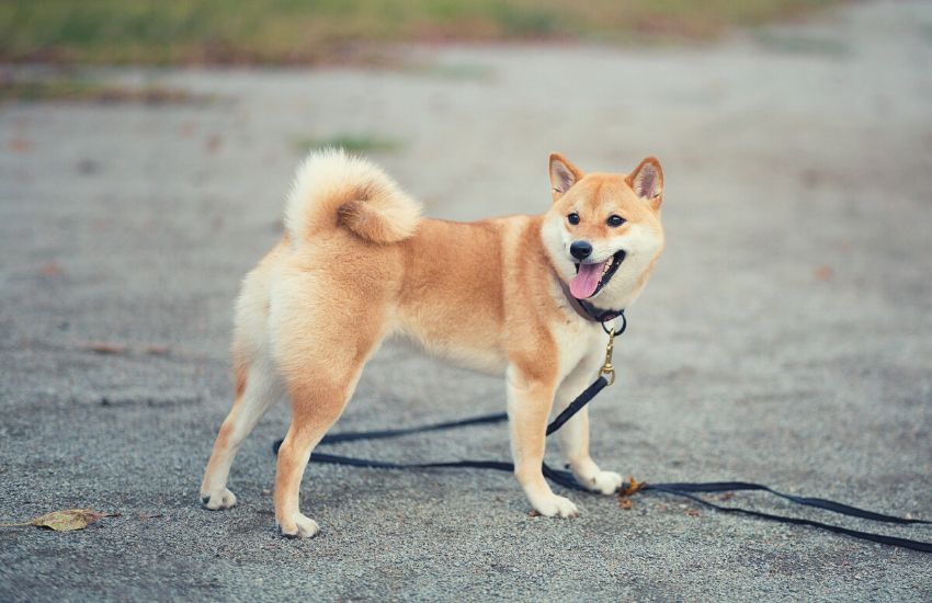 Shiba Inu with a collar on his neck standing on a pavement