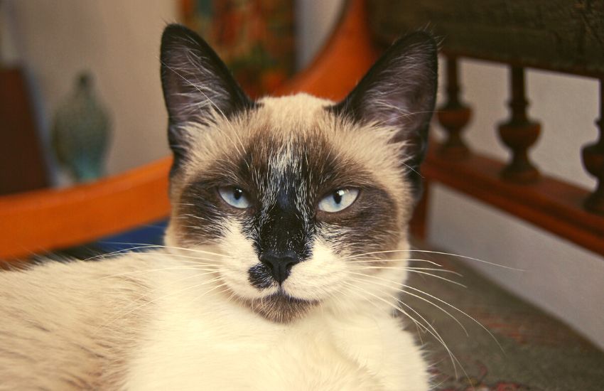 Are there hypoallergenic cats? A close-up of a Siamese cat face