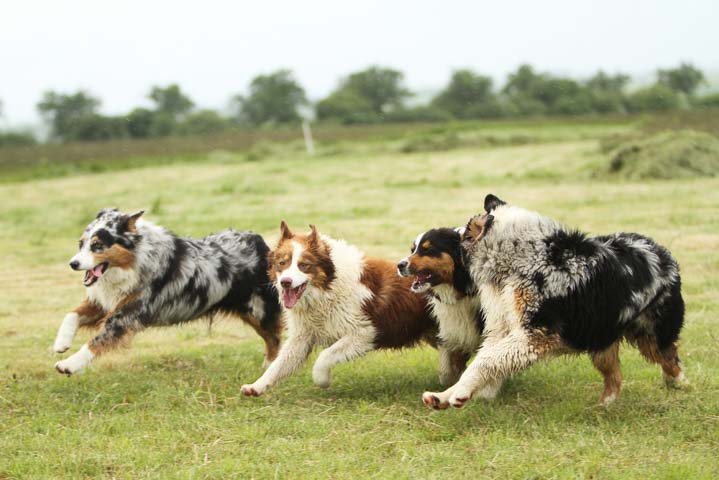 Australian Shepherds running together