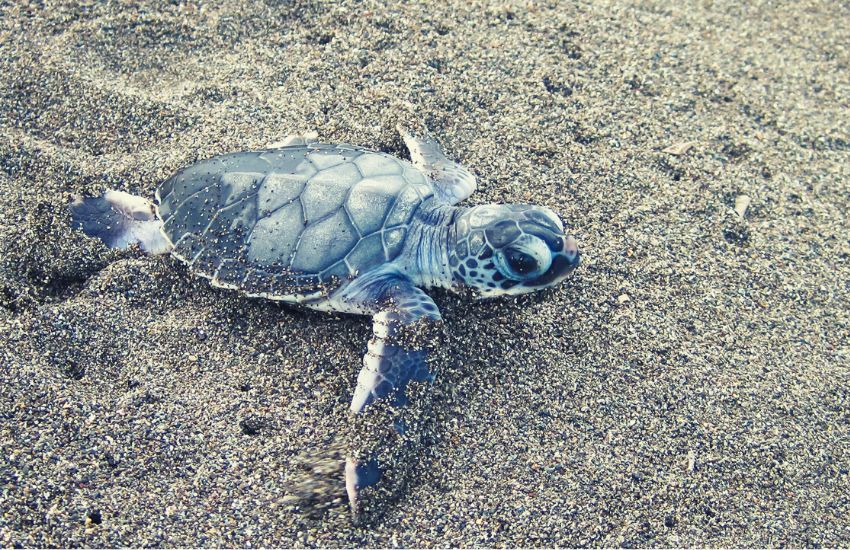 Baby sea turtle on sand