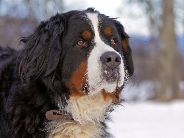 bernese mountain dog rottweiler mix