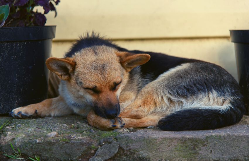 Dog with beautiful coat because of coconut oil sleeping on the ground