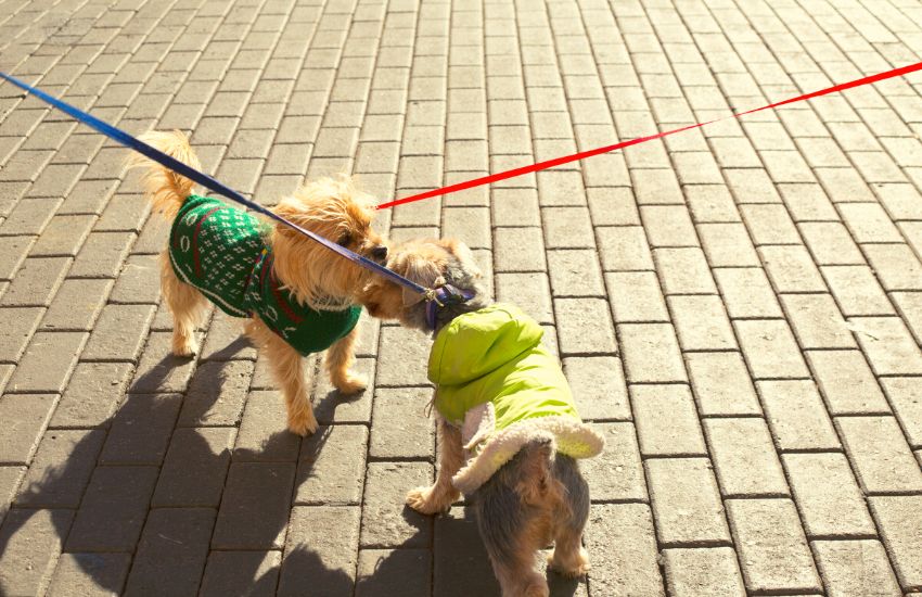 Two dogs sniffing at each other while wearing recovery suits
