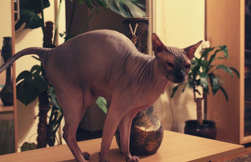 A Sphynx with its back arching, one of the best cats for allergies.