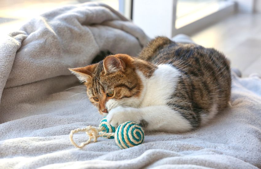 Cat playing with toy on a couch