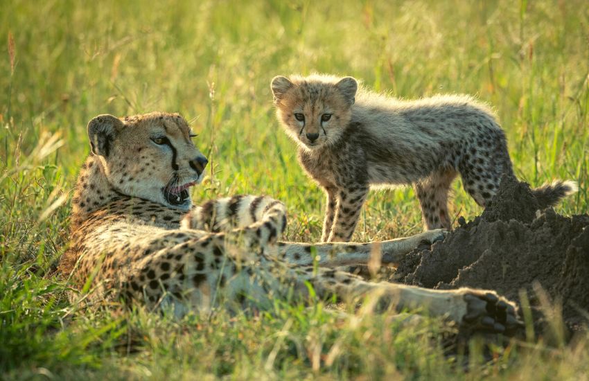 Cheetah and her cub lying on the open field