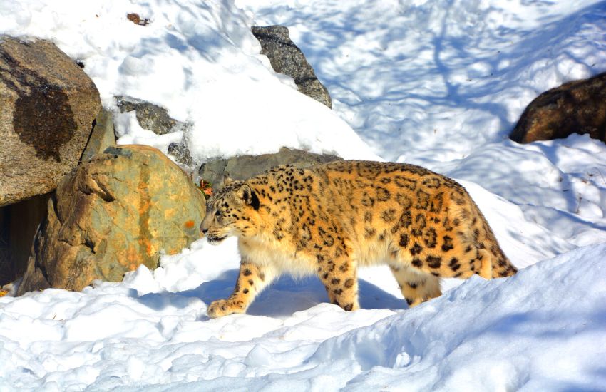 Snow leopard walking across a snowy mountain