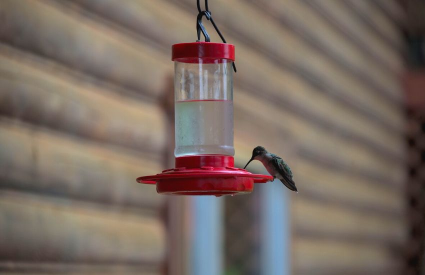 Hummingbird feeding off a hanging feeder