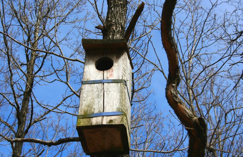 Rustic birdhouse hanging on a tree