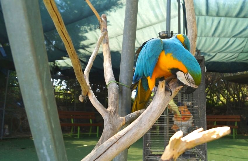 Parrot grooming himself on a perch