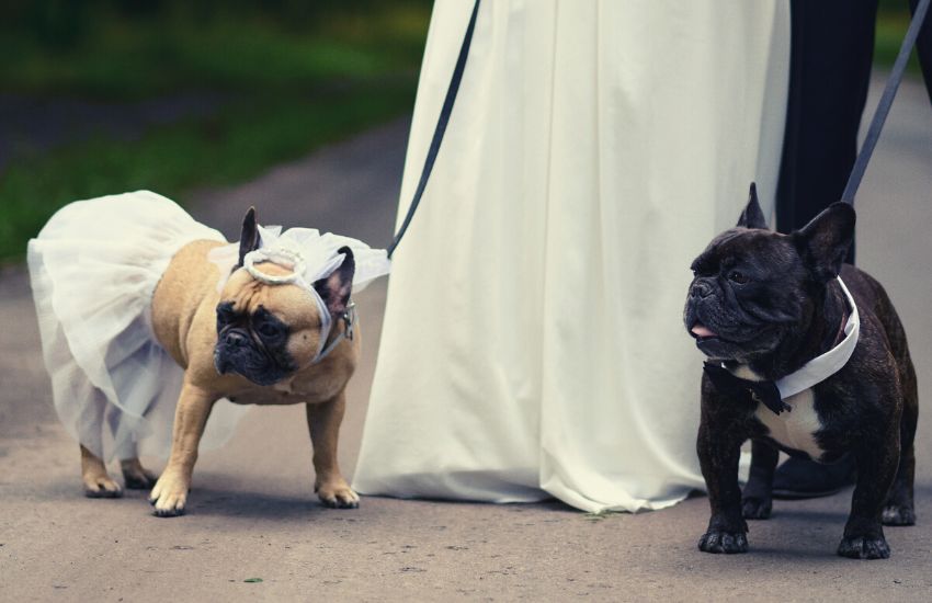Two French bulldogs dressed up for a wedding