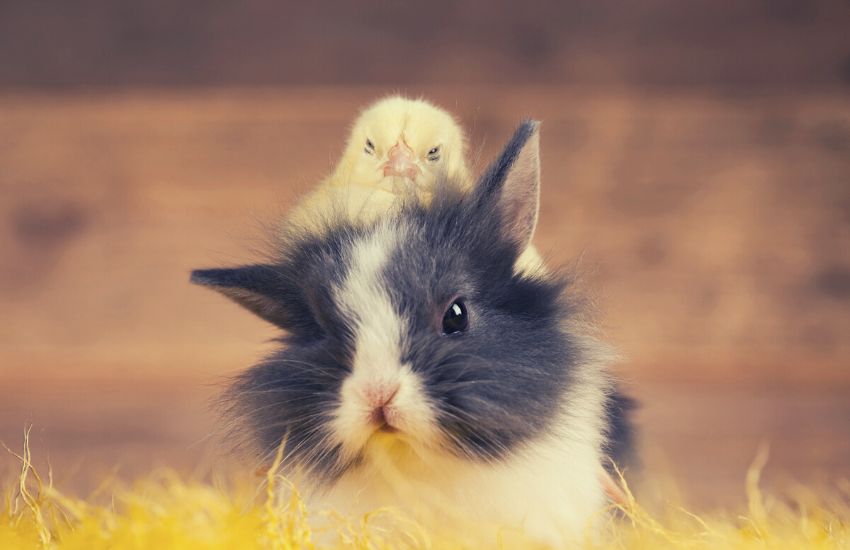 Black and white rabbit with yellow chick on top