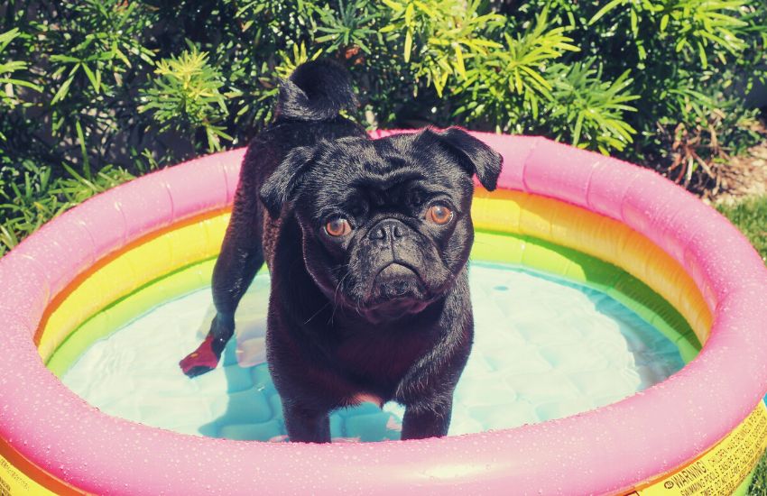 Black pug in inflatable pool