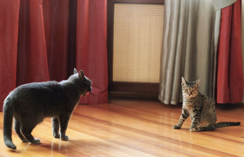 black and gray cat playing ball with each other at home