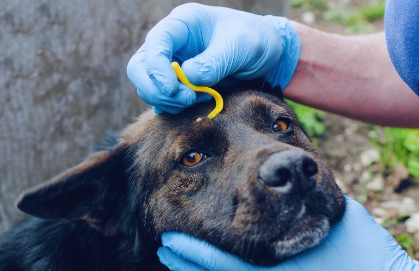 black dog getting tick removed