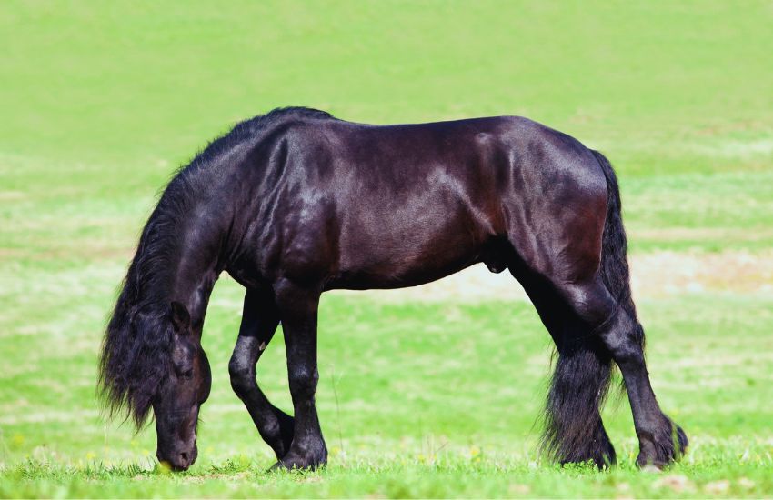 black Friesian horse in a grassy field