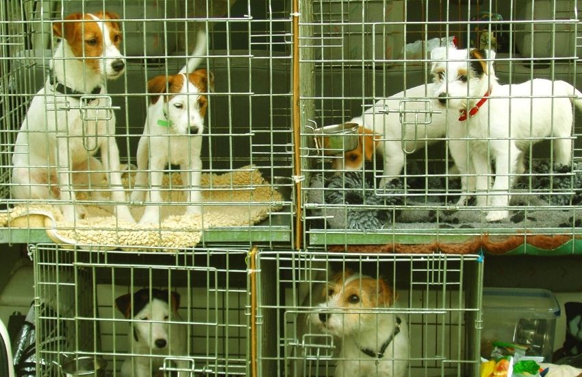 Dogs in cages inside a boarding facility.