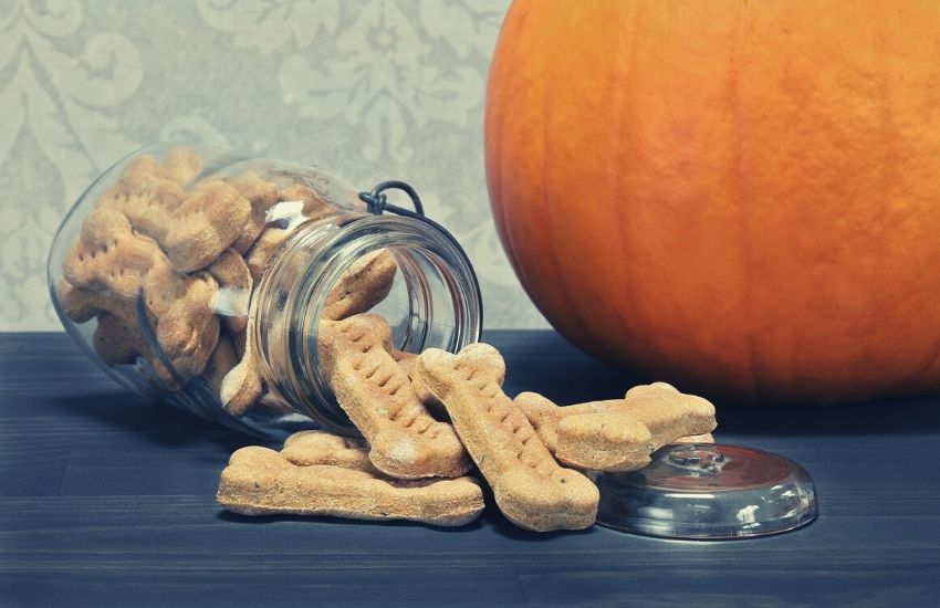 bone-shaped pumpkin dog treats in airtight container