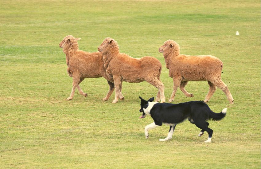 Border collie herding a group of sheep