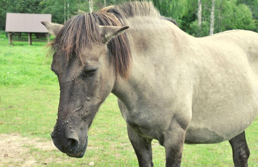 Sick and old horse standing on a grass field