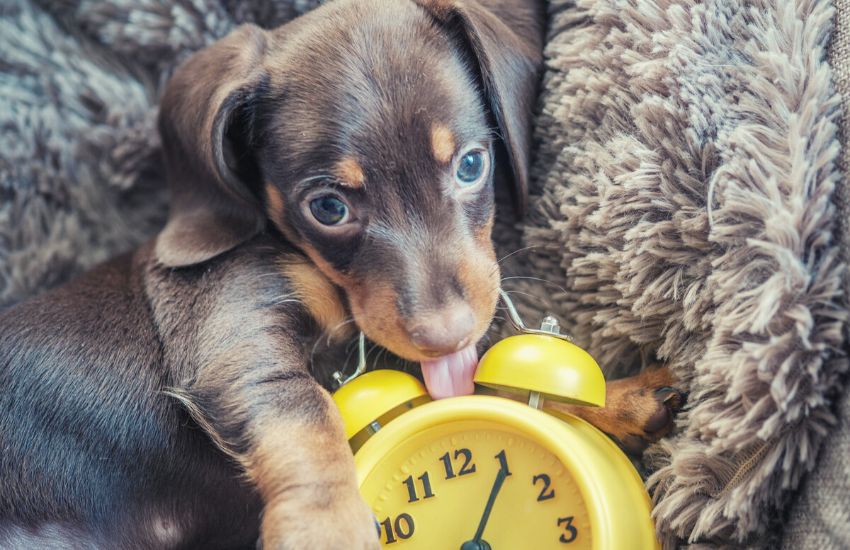 Brown dachshund puppy playing with yellow vintage clock