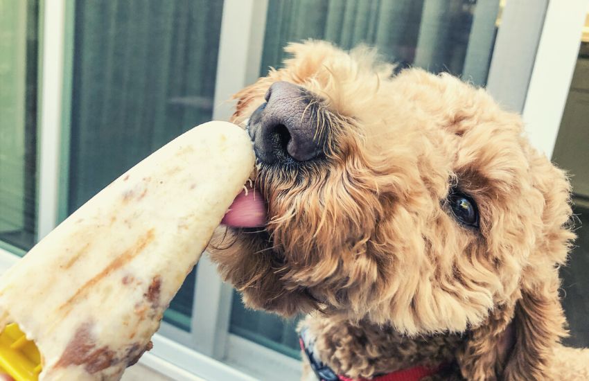 Brown dog eating popsicle