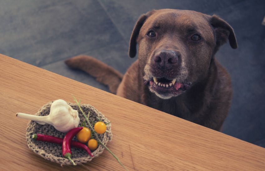 brown adult Labrador dog sitting beside table