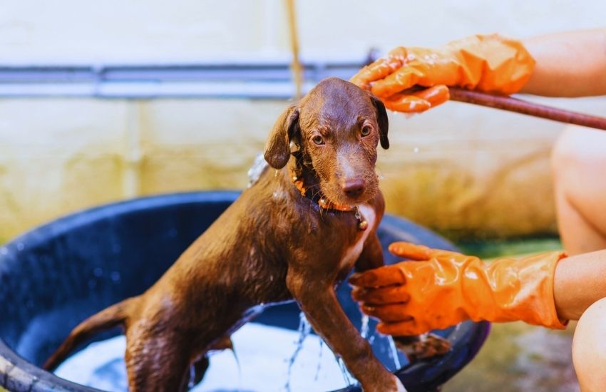 brown labrador retriever dog getting washed