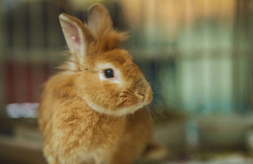 brown pet rabbit behind glass