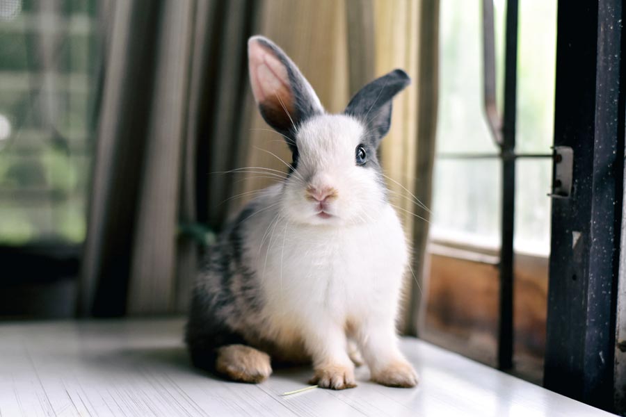 Bunny Rabbit in Windowsill