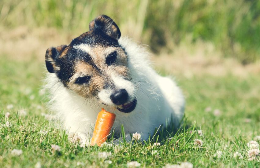 Dog eats carrot while lying on a grassy field.