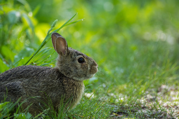 can rabbits swim-grass