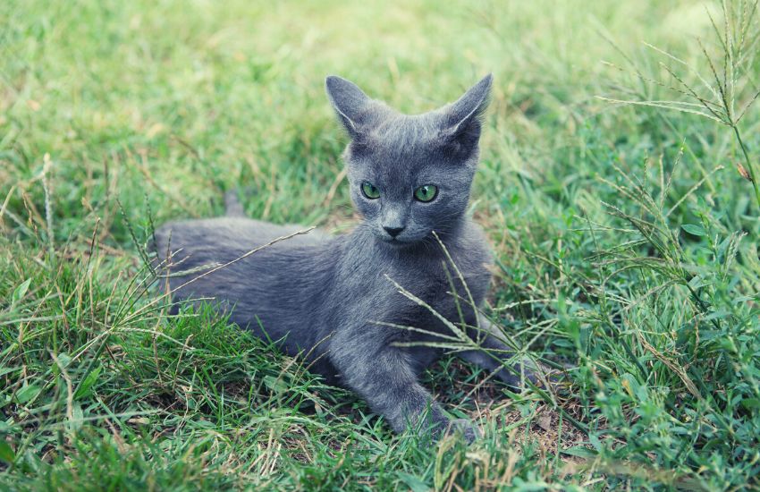 Russian Blue cat sitting on the grass