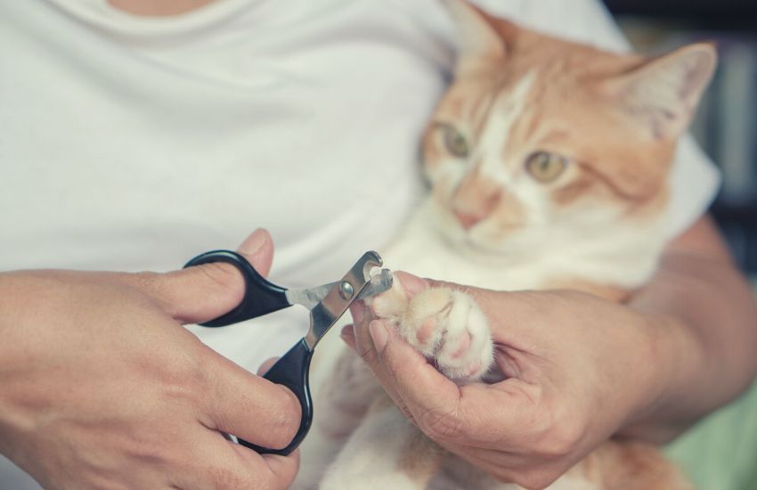 Cat getting its nails trimmed