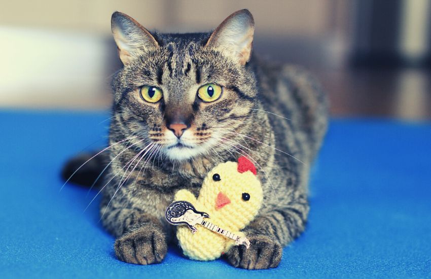 Cat holding crochet toy