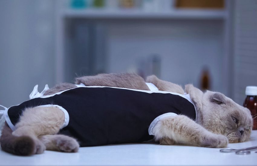 Cat on operation table recovering from procedure