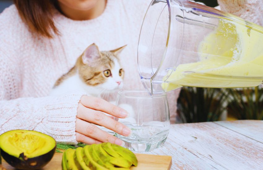 Cat waiting for avocado shake