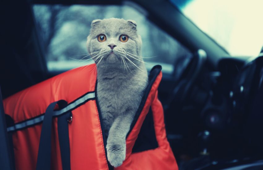 cat in a pet carrier in a car