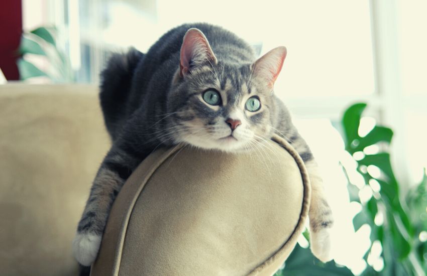 cat on a couch