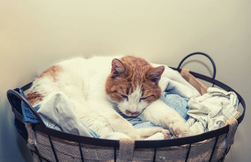 cat sleeping in laundry basket