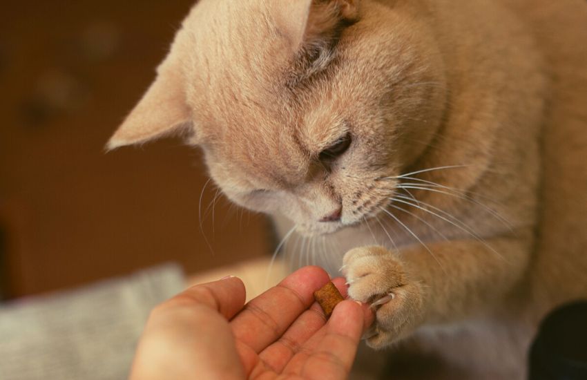 Kitty eating homemade cat treat from owner's hand