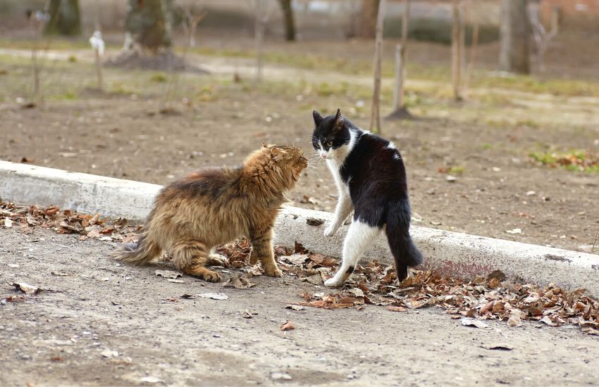 Two cats fighting in the street