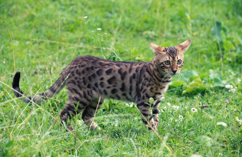 Bengal cat walking on the grass, one of the cats that are hypoallergenic.